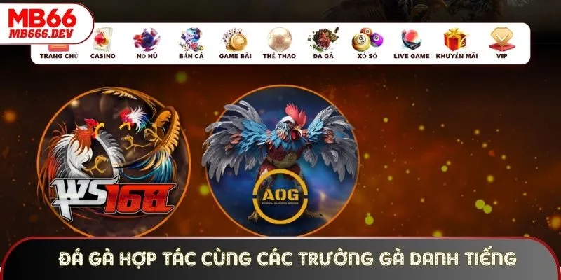 Đá Gà hợp tác cùng các trường gà danh tiếng thế giới